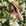 Woman wearing a straw hat and white dress among white flowers and green leaves